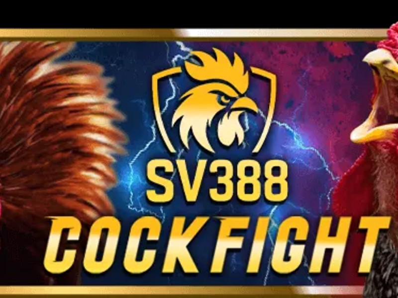 Hình ảnh đá gà trực tiếp